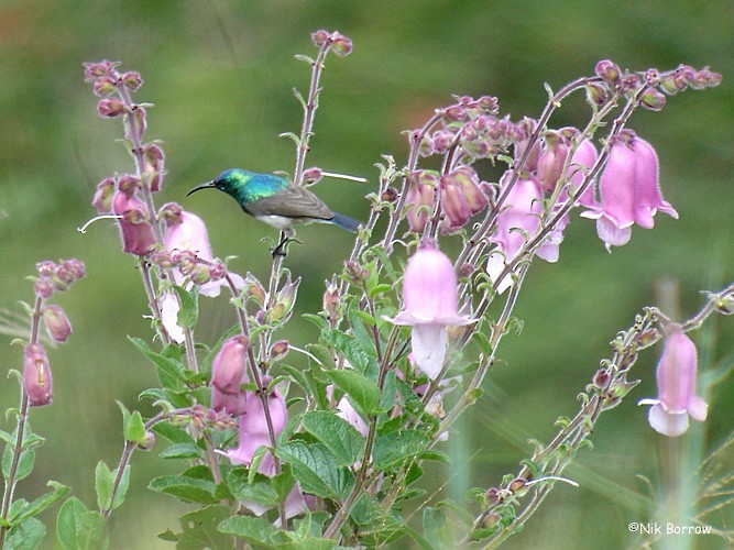 Oustalet's Sunbird (Angola) - ML205468701