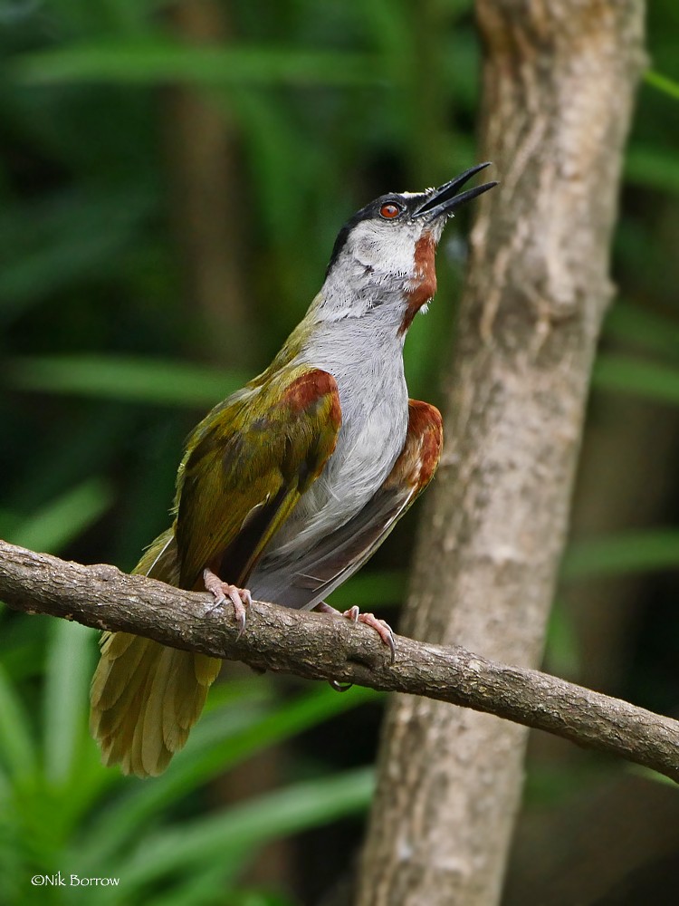 Gray-capped Warbler - Nik Borrow