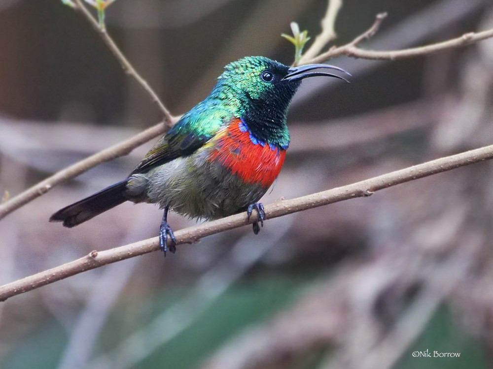 Montane Double-collared Sunbird (Eastern) - ML205468831