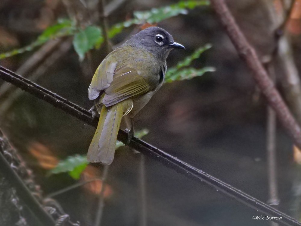 Black-browed Mountain Greenbul - Nik Borrow