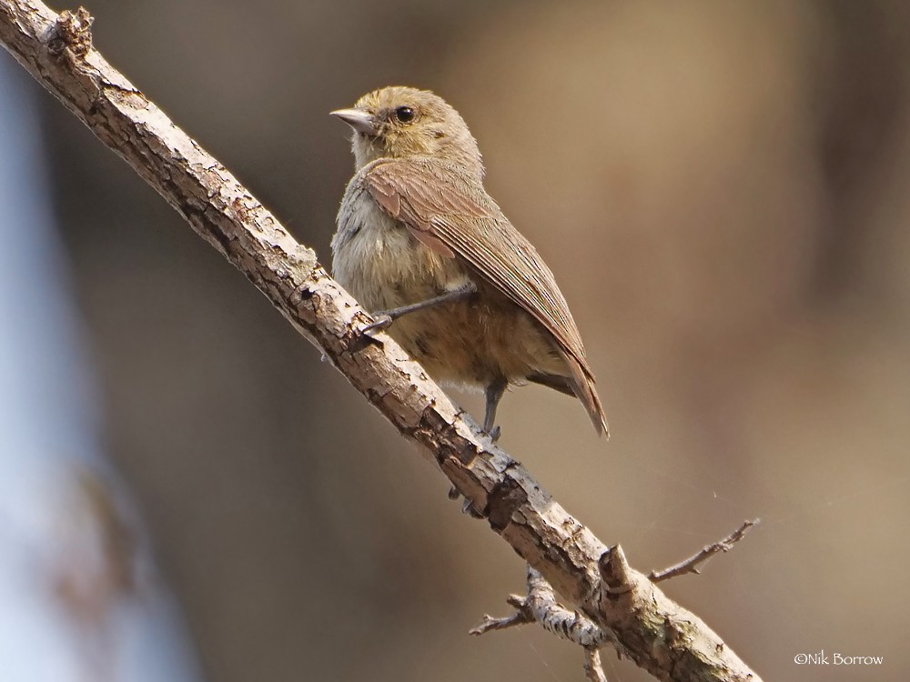 African Penduline-Tit (White-bellied) - Nik Borrow