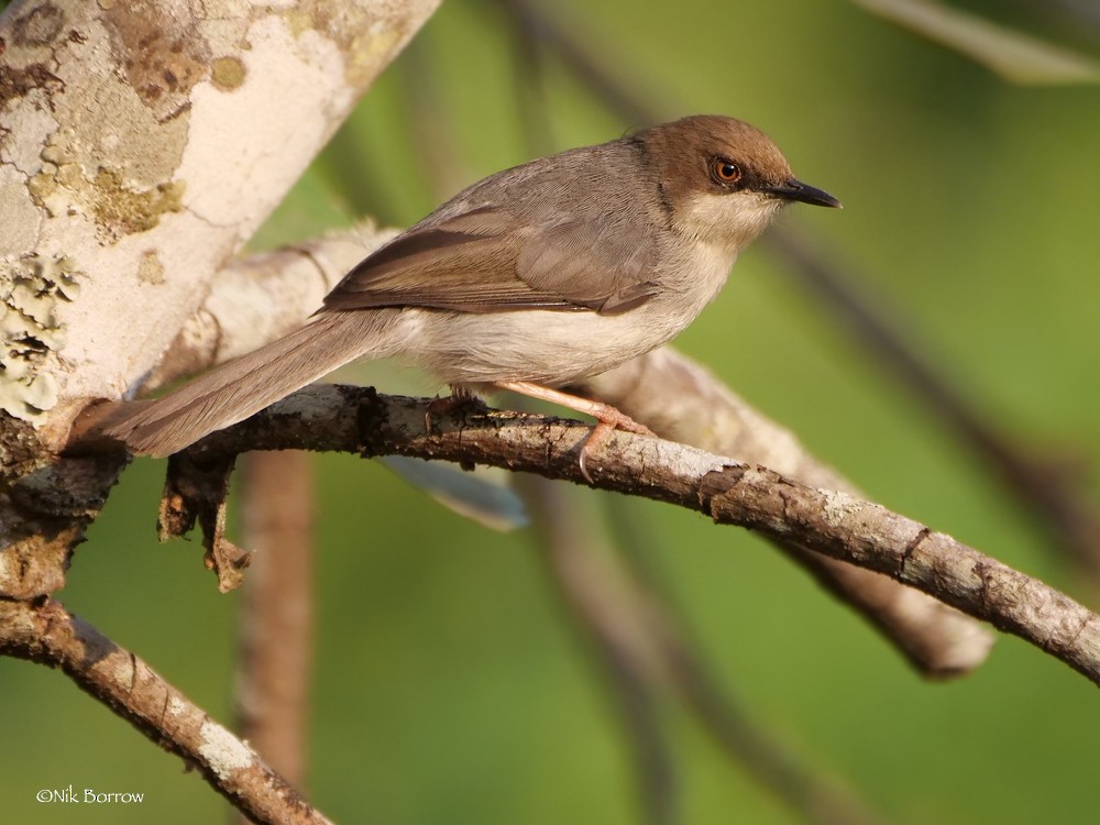 Brown-headed Apalis - Nik Borrow