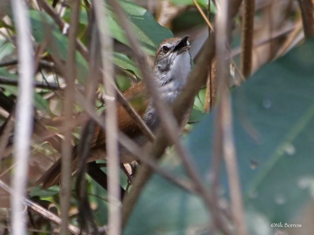 Bamboo Warbler - Nik Borrow