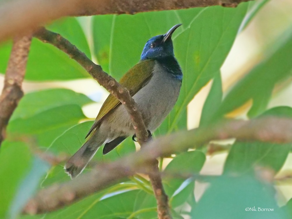 Bannerman's Sunbird - ML205468911