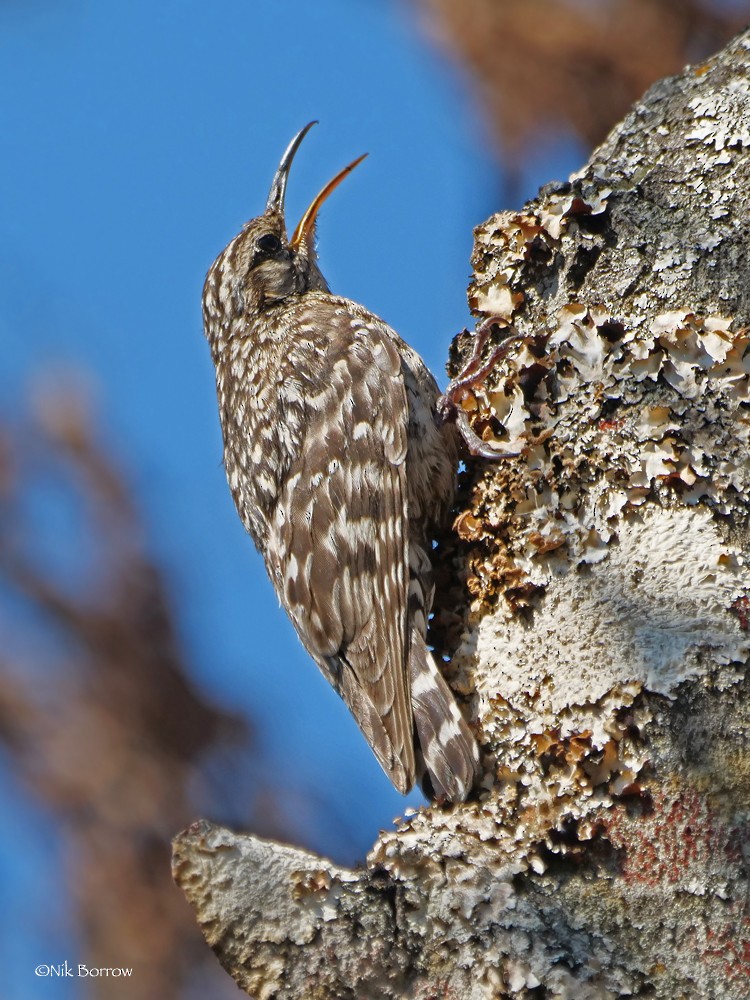 African Spotted Creeper - Nik Borrow