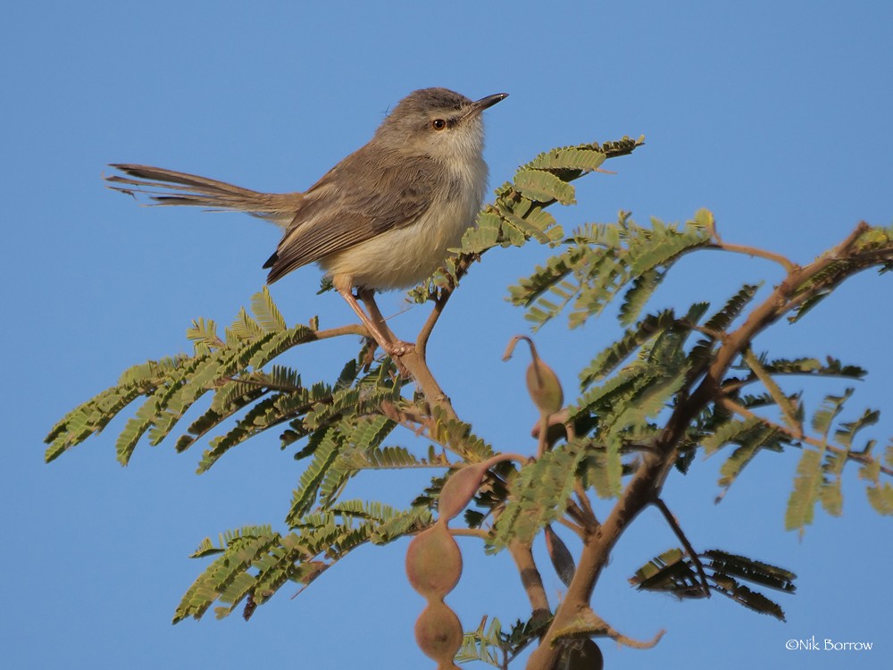 Prinia Fluvial - ML205469041