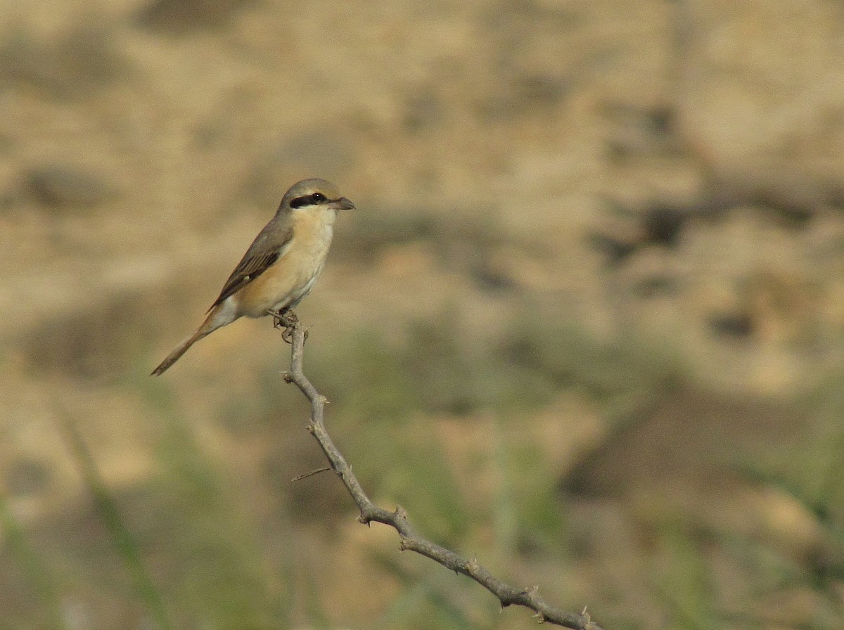 Isabelline Shrike (Daurian) - ML205469671