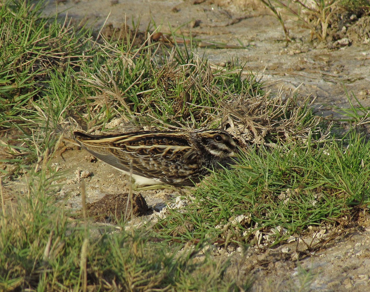 Jack Snipe - ML205469681