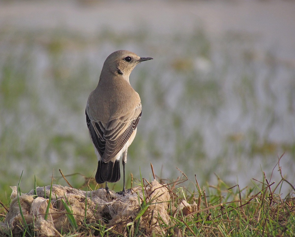 Desert Wheatear - ML205469841