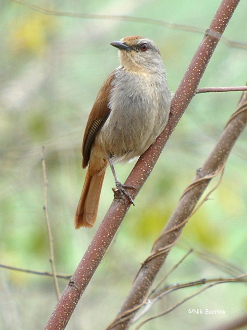 Rufous-tailed Palm-Thrush - ML205470281