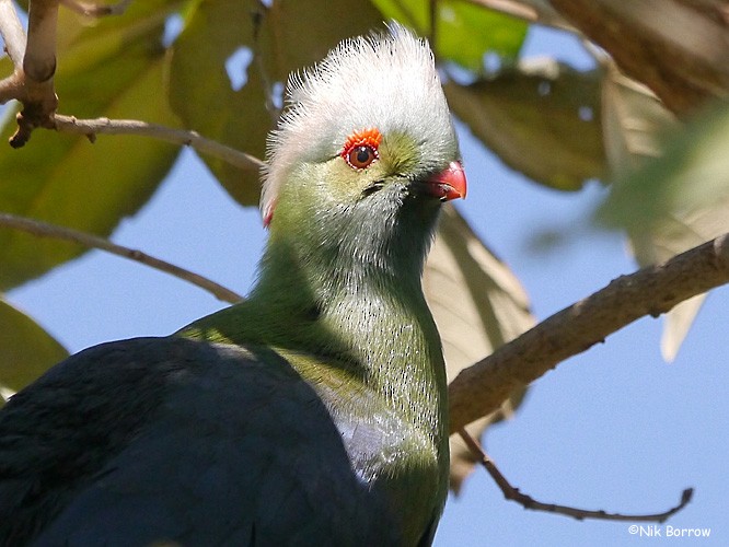 Prince Ruspoli's Turaco - Nik Borrow