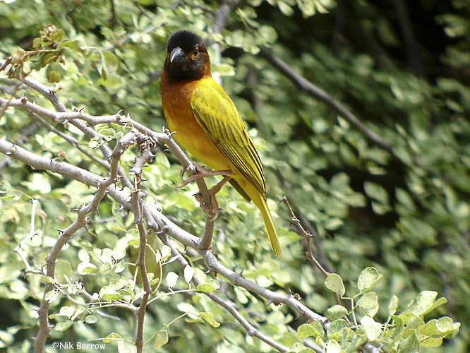 Salvadori's Weaver - ML205470361