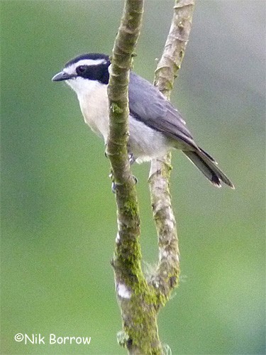 Gray-green Bushshrike - ML205470381