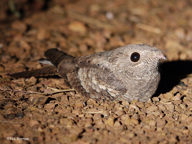 Plain Nightjar - Nik Borrow