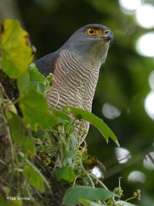 African Goshawk (Eastern) - ML205470461