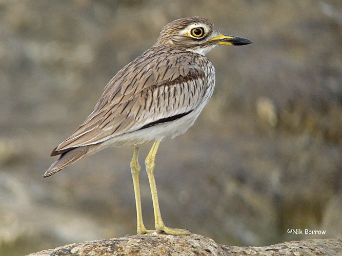 Senegal Thick-knee - ML205470521