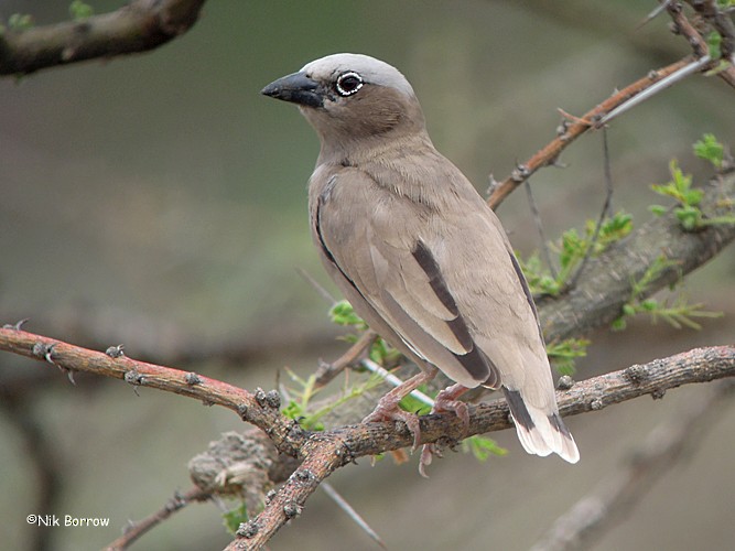 Gray-headed Social-Weaver - Nik Borrow