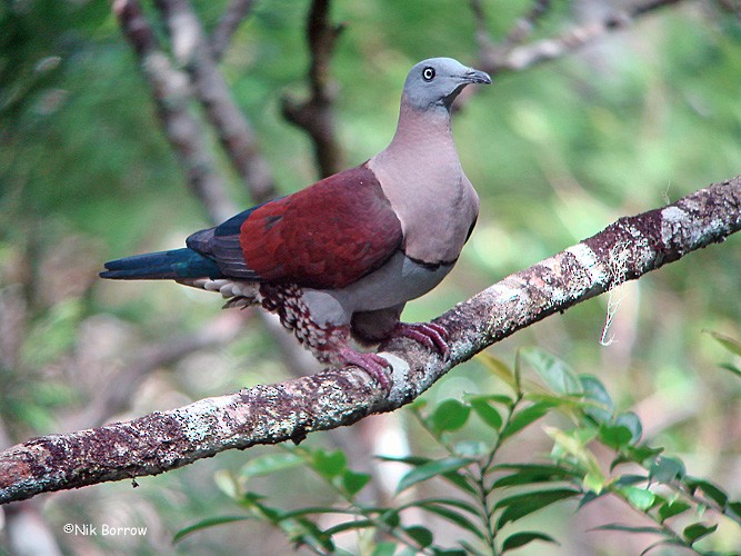Zoe's Imperial-Pigeon - Nik Borrow