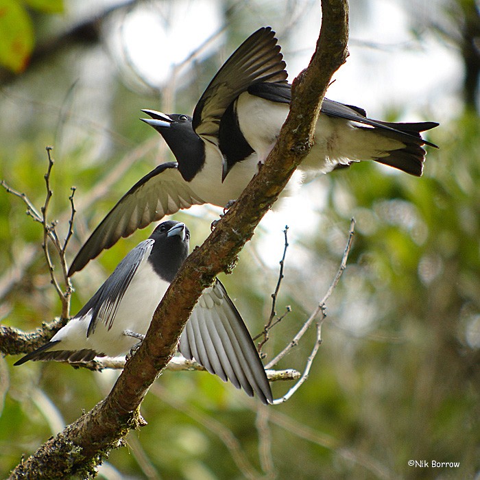 Great Woodswallow - ML205470621