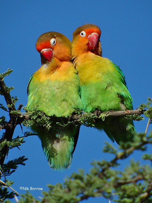 Photos - Fischer's Lovebird - Agapornis fischeri - Birds of the World