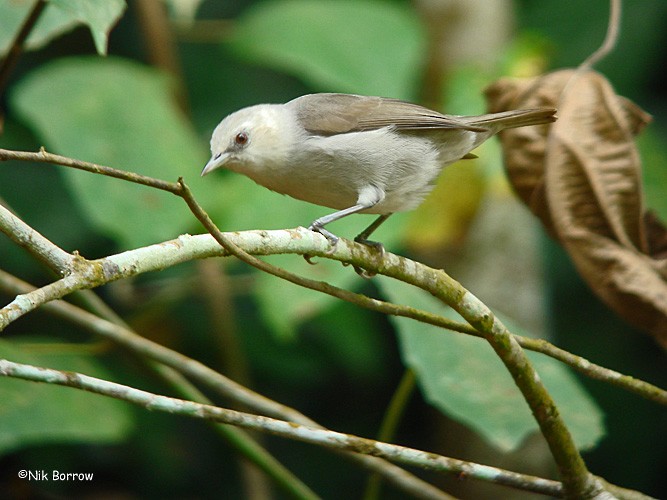 Silberbrillenvogel - ML205470661