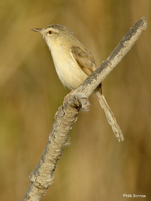 River Prinia - ML205470681