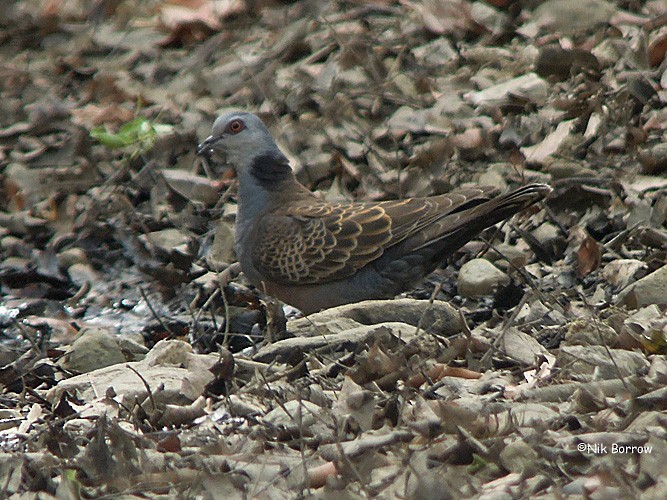 Adamawa Turtle-Dove - ML205470701