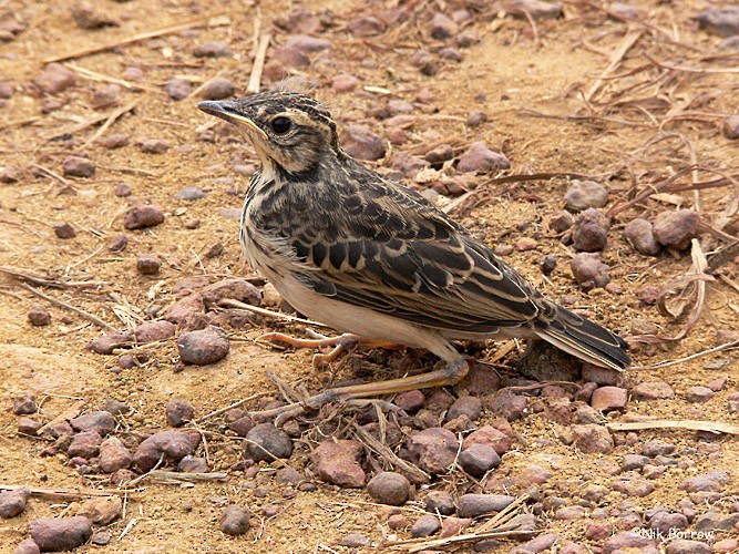 Pipit à longues pattes - ML205470721
