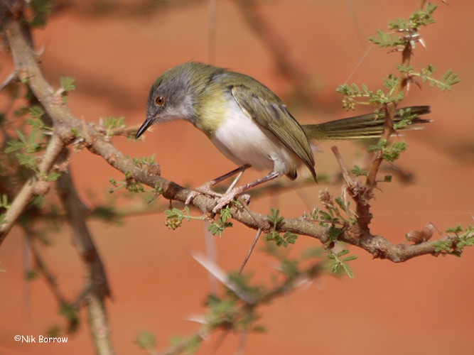 Yellow-breasted Apalis (Brown-tailed) - ML205470761