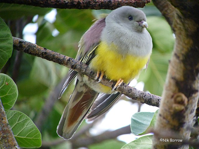 Bruce's Green-Pigeon - ML205470771