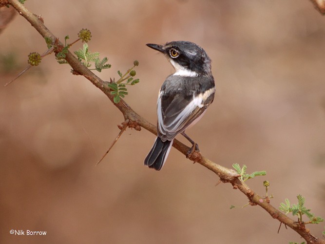 Pygmy Batis - Nik Borrow