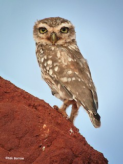 Little Owl (Abyssinian) - eBird