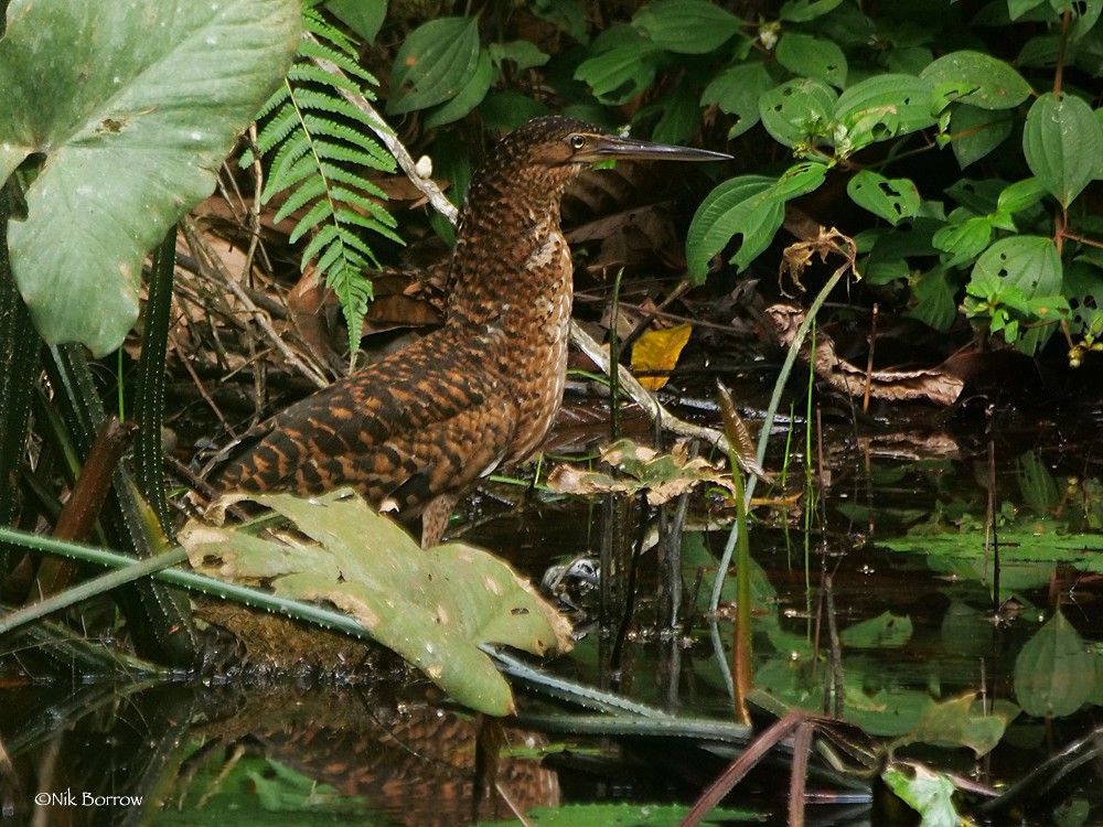 White-crested Tiger-Heron - Nik Borrow