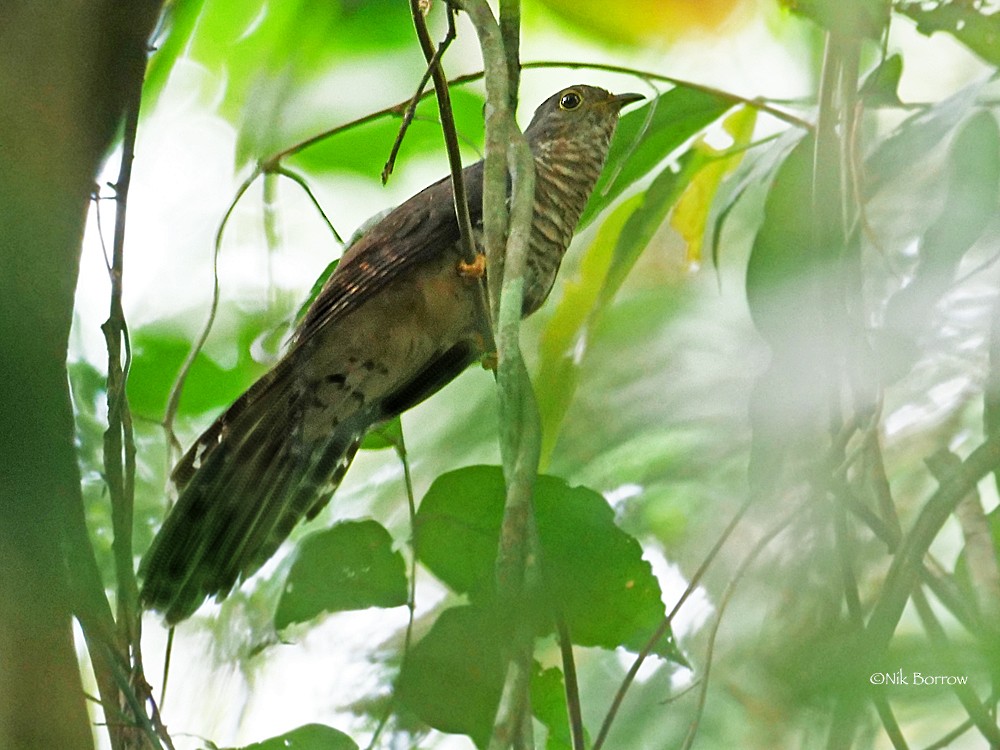 Dusky Long-tailed Cuckoo - ML205470981