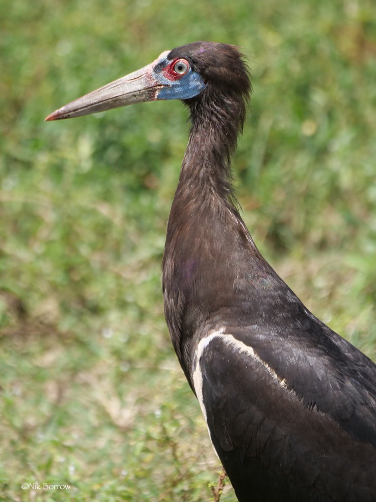 Abdim's Stork - ML205470991