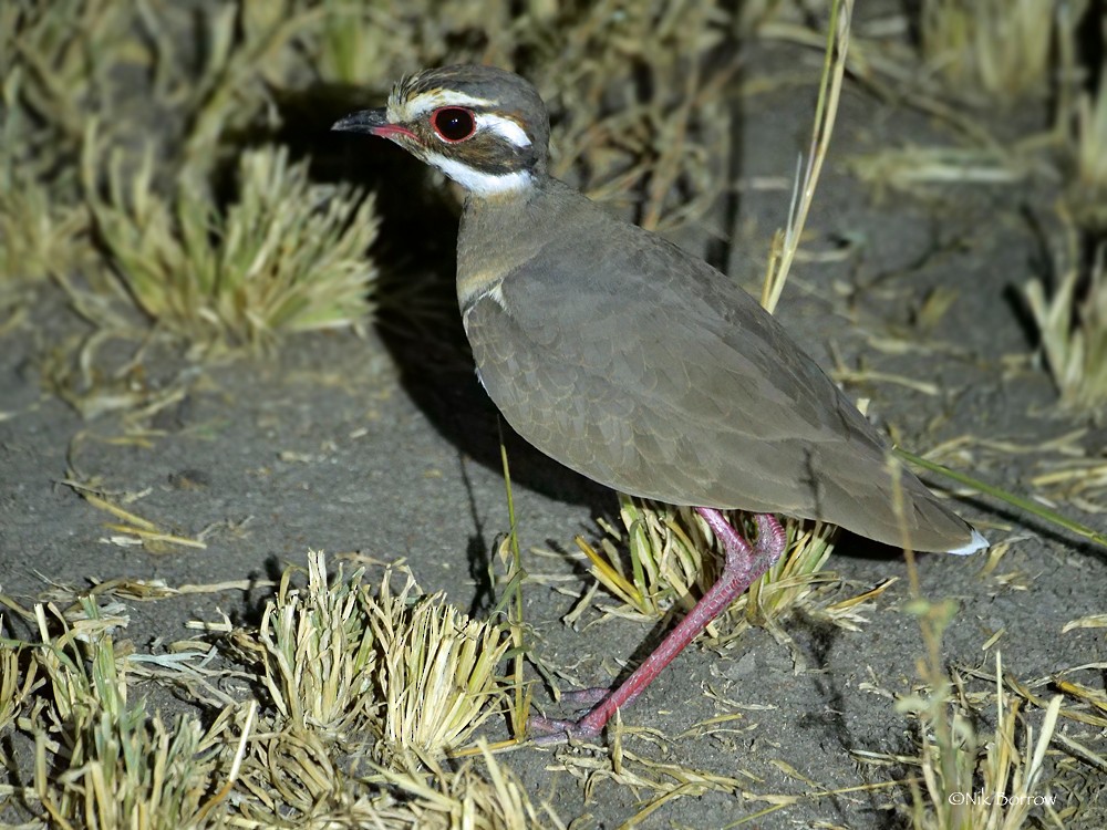 Bronze-winged Courser - Nik Borrow