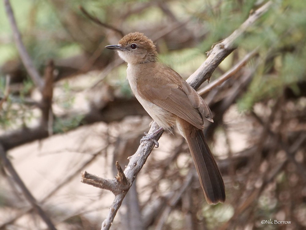 Northern Brownbul - ML205471111