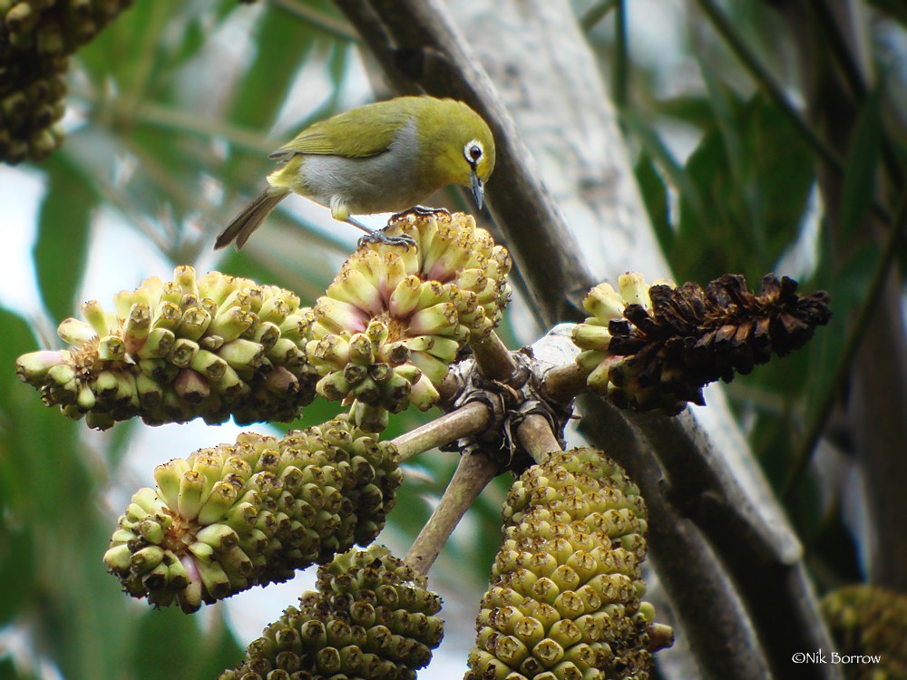 South Pare White-eye - ML205471201