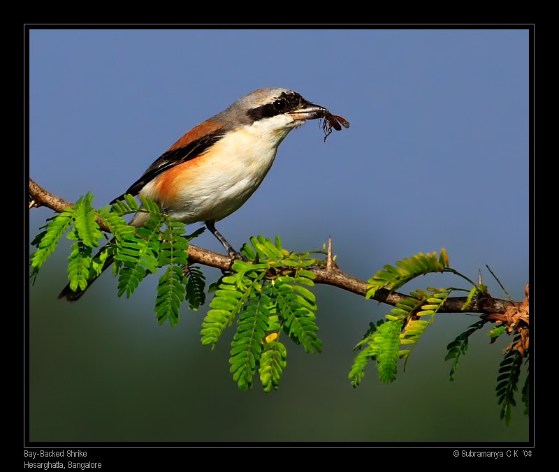 Bay-backed Shrike - ML205471281
