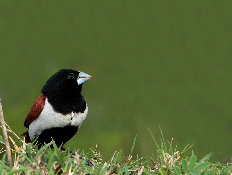 Tricolored Munia - ML205471311