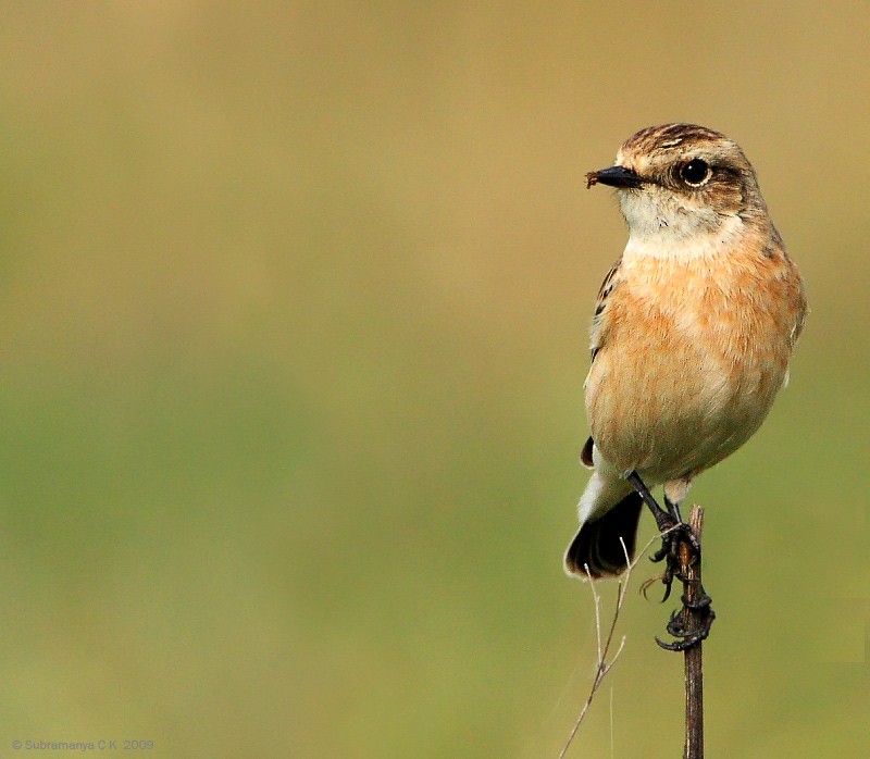 Siberian Stonechat - ML205471341
