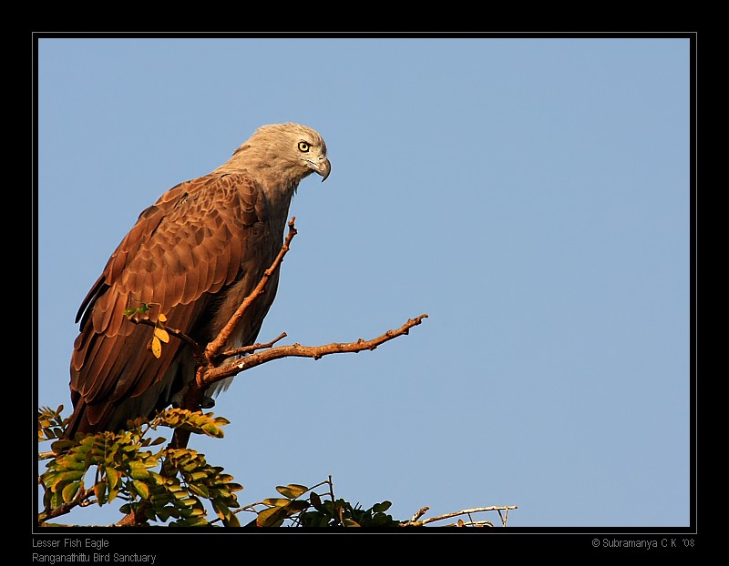 Lesser Fish-Eagle - ML205471361