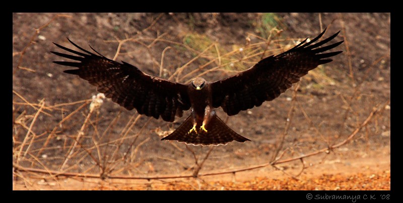 Black Kite - ML205471381