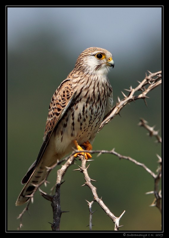 Eurasian Kestrel - Subramanya C K