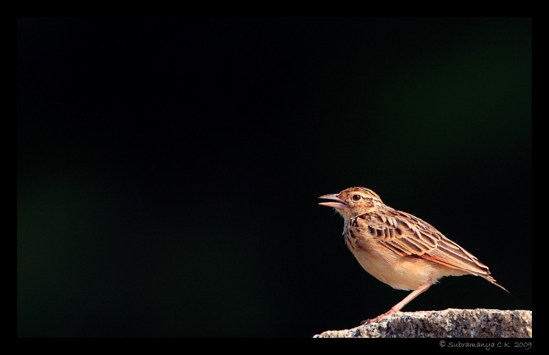 Jerdon's Bushlark - ML205471471