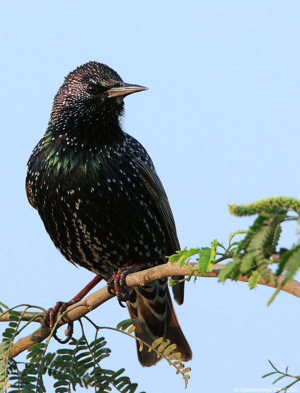European Starling - ML205471561