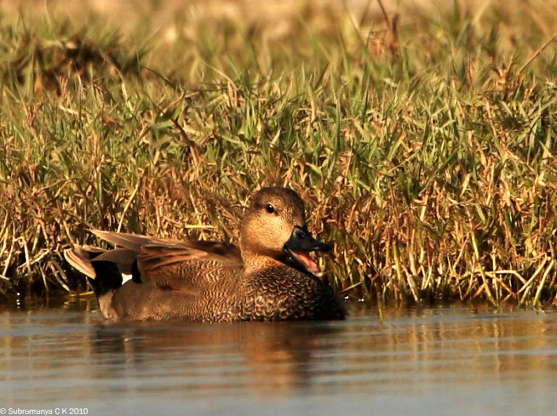 Gadwall - ML205471591