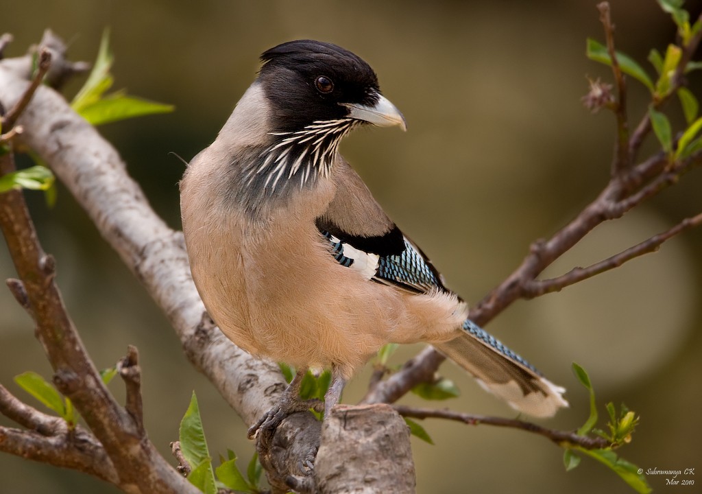Black-headed Jay - ML205471721