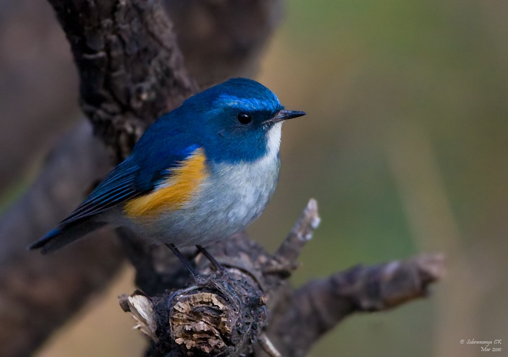 Himalayan Bluetail - Subramanya C K