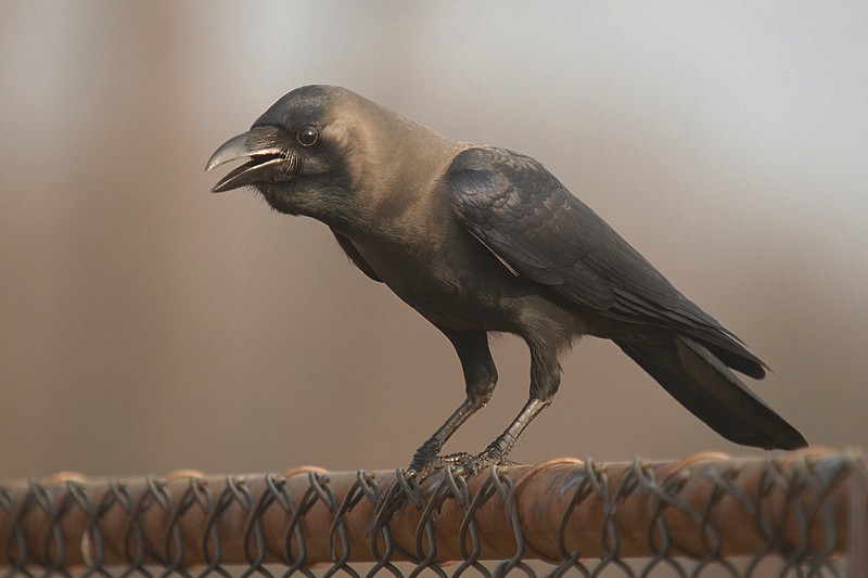 House Crow - ML205472121